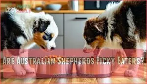 are australian shepherds picky eaters