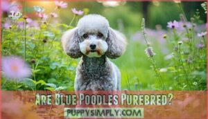 are blue poodles purebred