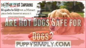 are hot dogs safe for dogs