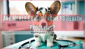 are merle corgis prone to health problems