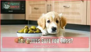 are olives safe for dogs