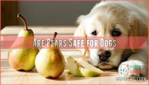 are pears safe for dogs