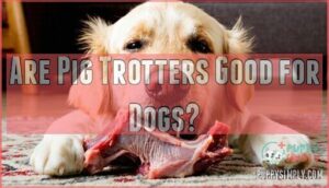 are pig trotters good for dogs