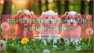 australian goldendoodle