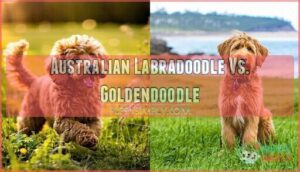 australian labradoodle vs. goldendoodle