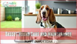basset hound care and maintenance