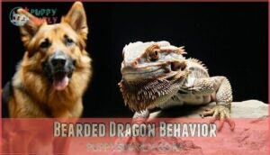 bearded dragon behavior