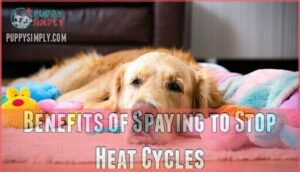 benefits of spaying to stop heat cycles