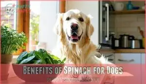 benefits of spinach for dogs