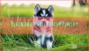 black and white teacup pomsky