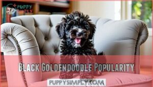 black goldendoodle popularity