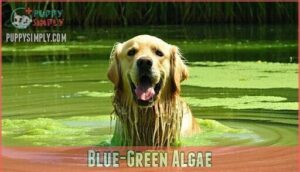 blue-green algae