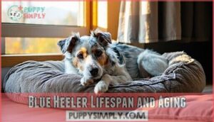 blue heeler lifespan and aging