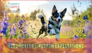 blue heeler lifespan expectations
