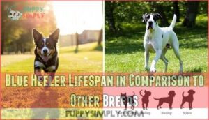 blue heeler lifespan in comparison to other breeds
