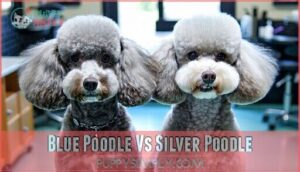 blue poodle vs silver poodle