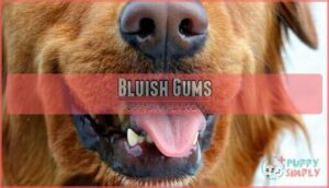 bluish gums