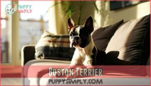 boston terrier
