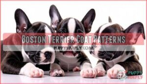boston terrier coat patterns