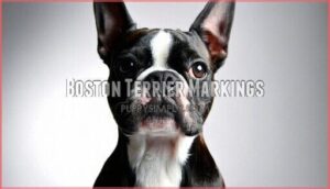 boston terrier markings