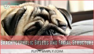 brachycephalic breeds and facial structure