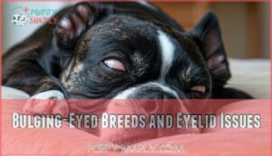 bulging-eyed breeds and eyelid issues