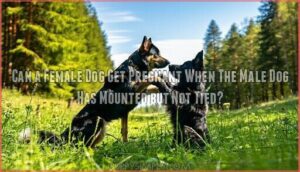 can a female dog get pregnant when the male dog has mounted but not tied