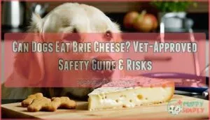 can dogs eat brie cheese