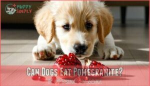 can dogs eat pomegranite