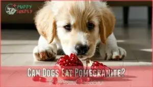 can dogs eat pomegranite