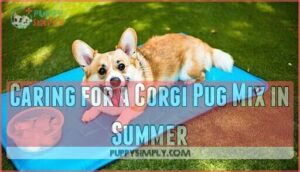 caring for a corgi pug mix in summer