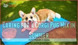 caring for a corgi pug mix in summer