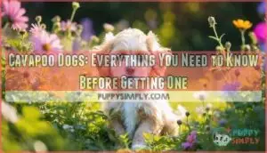 cavapoo