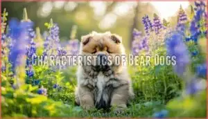 characteristics of bear dogs