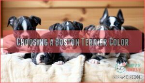 choosing a boston terrier color