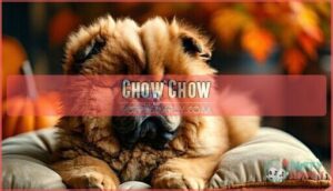 chow chow