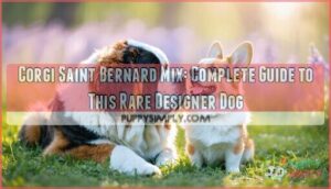 corgi saint bernard mix