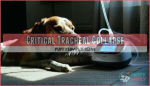 critical tracheal collapse