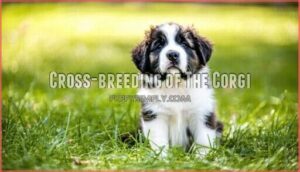 cross-breeding of the corgi