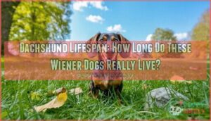 dachshund lifespan