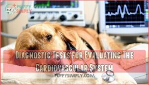 diagnostic tests for evaluating the cardiovascular system