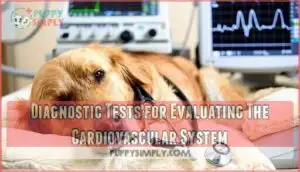 diagnostic tests for evaluating the cardiovascular system diagnostic tests for evaluating the cardiovascular system