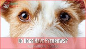 do dogs have eyebrows