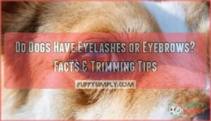 do dogs have eyelashes or eyebrows