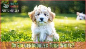 do goldendoodles turn white