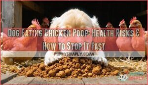 dog eating chicken poop