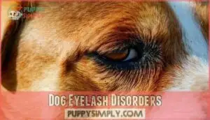dog eyelash disorders dog eyelash disorders