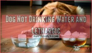 dog not drinking water and lethargic