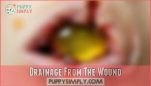 drainage from the wound