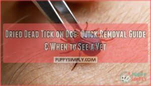 dried dead tick on dog